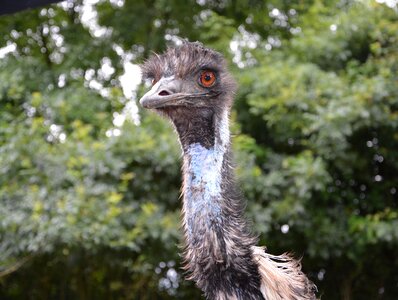 Fauna plumage head photo