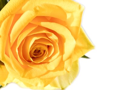Anniversary petal blooming
