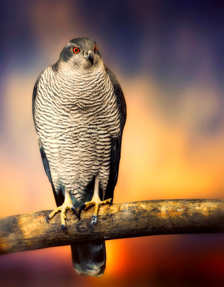 Wildlife macro closeup