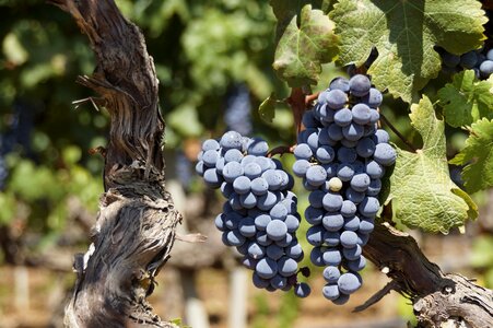 Wine harvest grapevine wine-growing nature