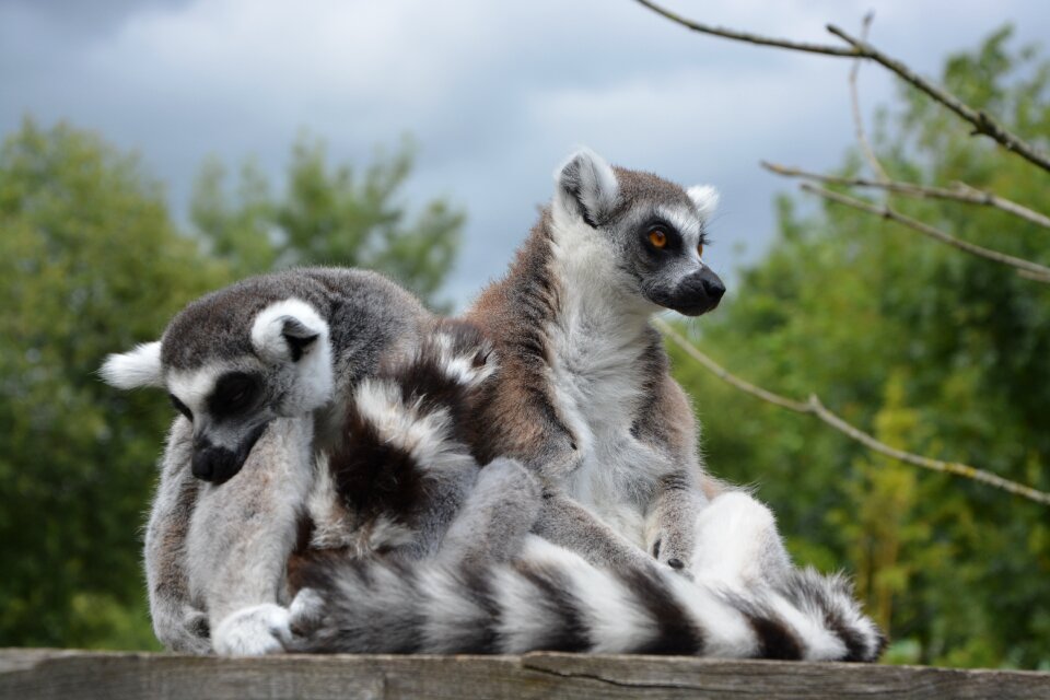 Zoo primates wild