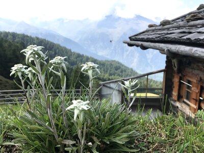 Mountains alpine flower alpine edelweiß
