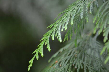 Tree branch leaves
