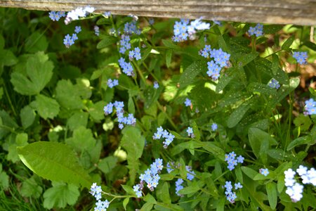Forget me not flowers nature