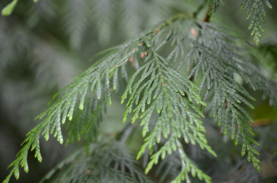Tree branch leaves
