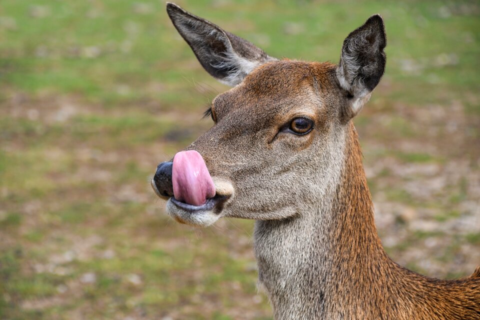 Language deer animal