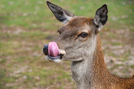 Language deer animal photo