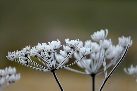 Nature frost frozen