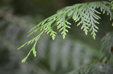 Tree branch leaves