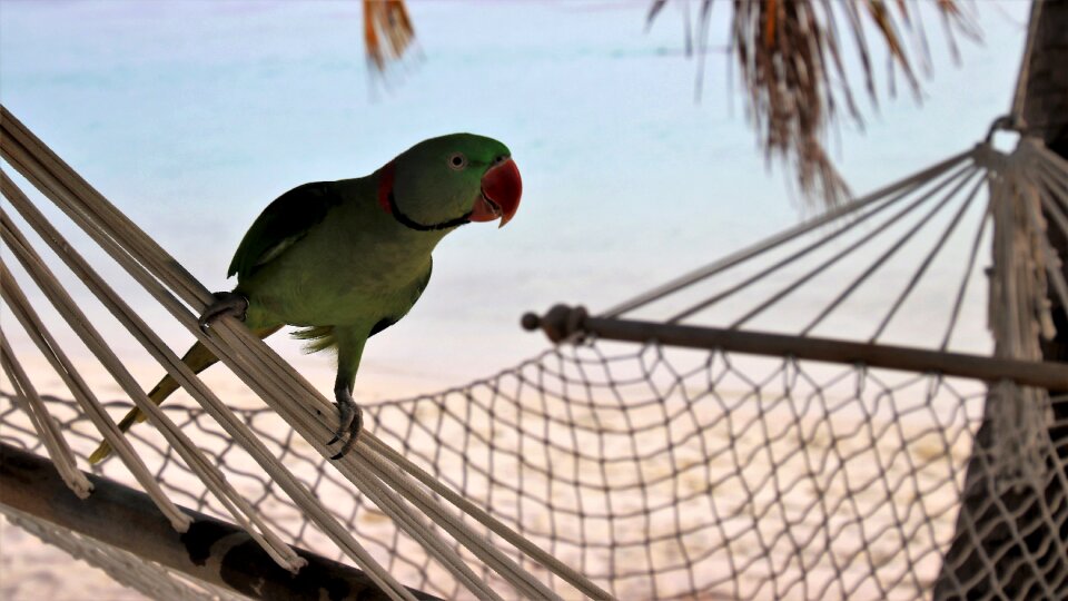Parrot tropical maldives