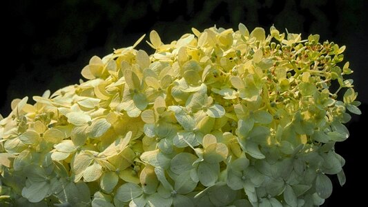 Blooms garden nature