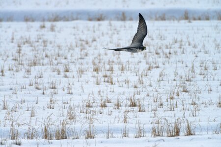 Winter snow bird photo