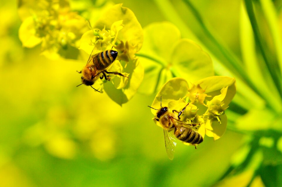 Bloom insect beekeeping