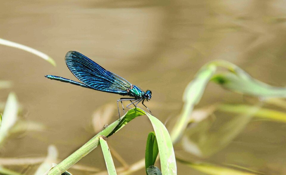 Blue green beautiful