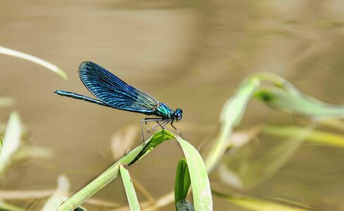 Blue green beautiful
