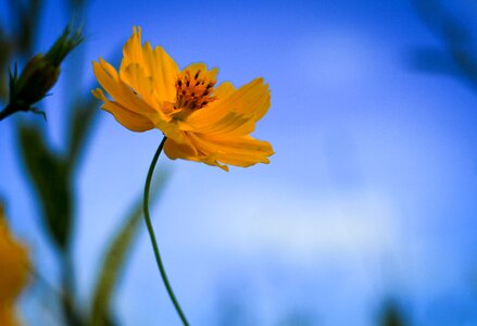 Starburst yellow flowers nature