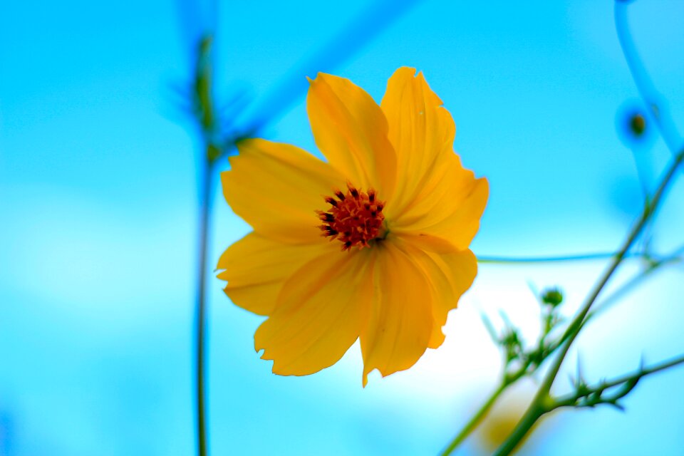 Yellow flowers starburst nature