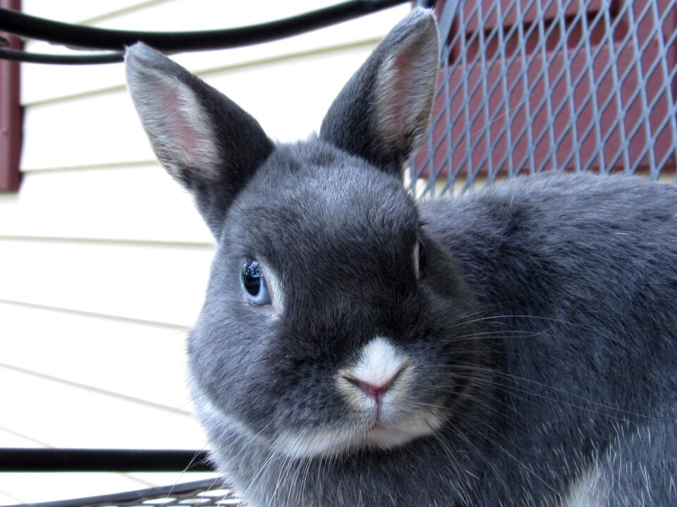 Dwarf cute adorable