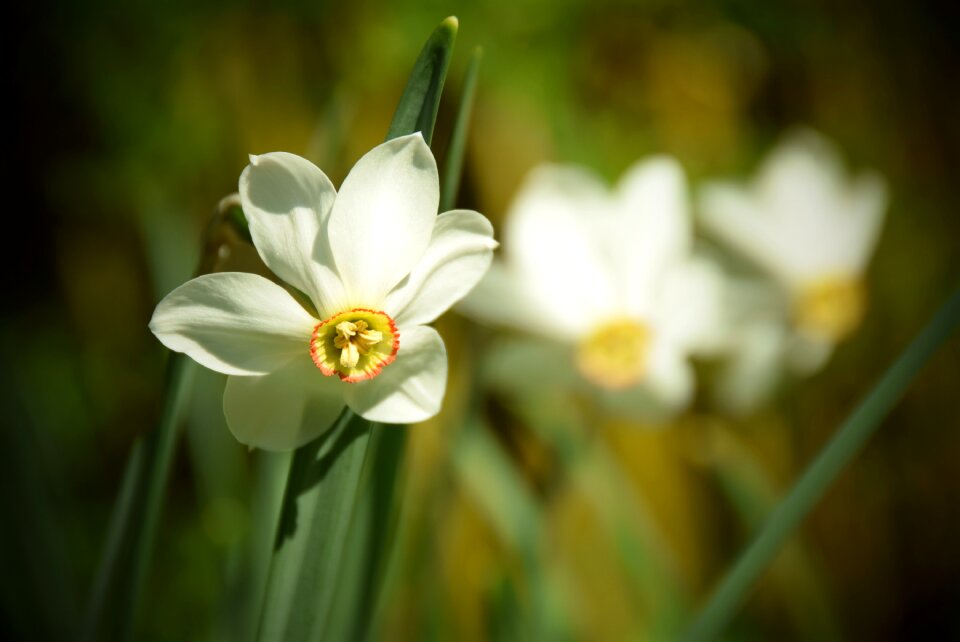Season floral close up
