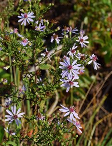 Blossom bloom plant