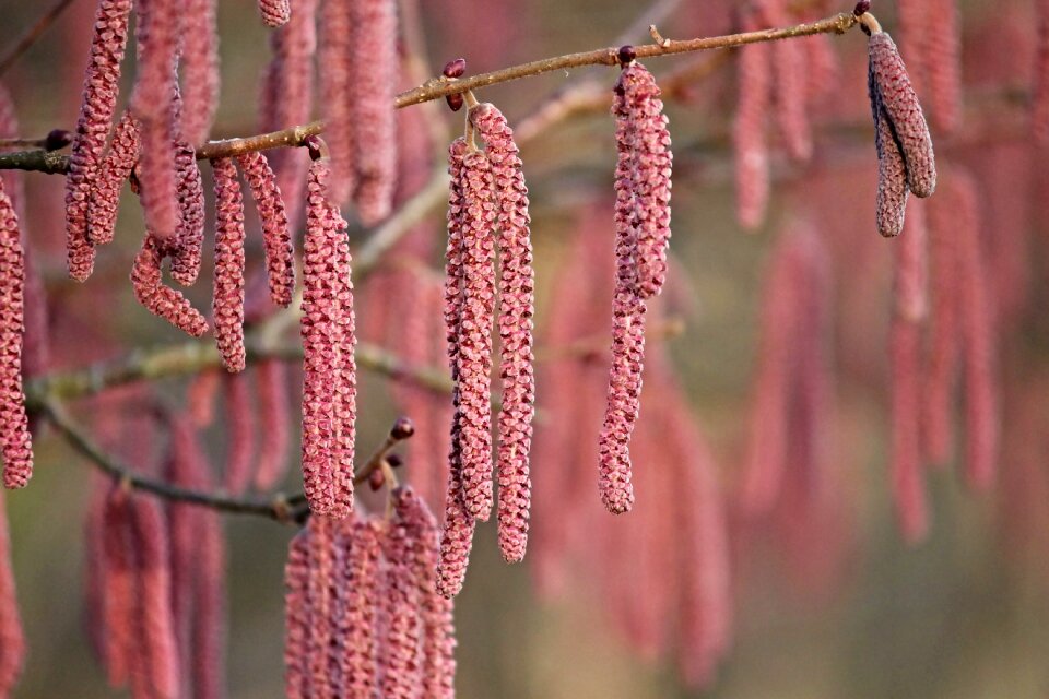 Red hazelnut spring nature