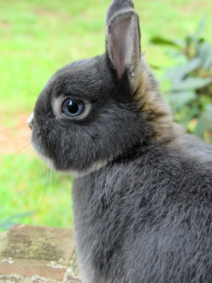 Dwarf cute adorable