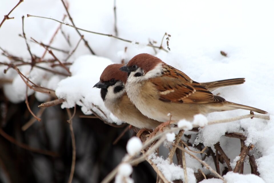 Winter animals outdoors photo