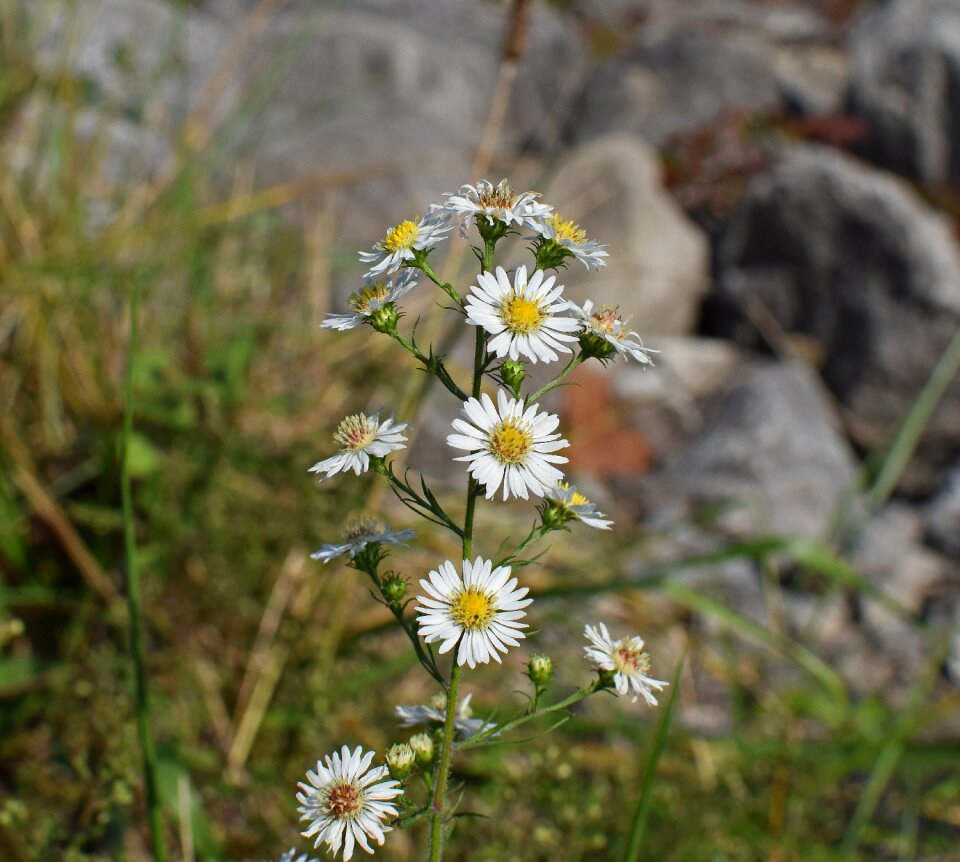 Blossom bloom plant