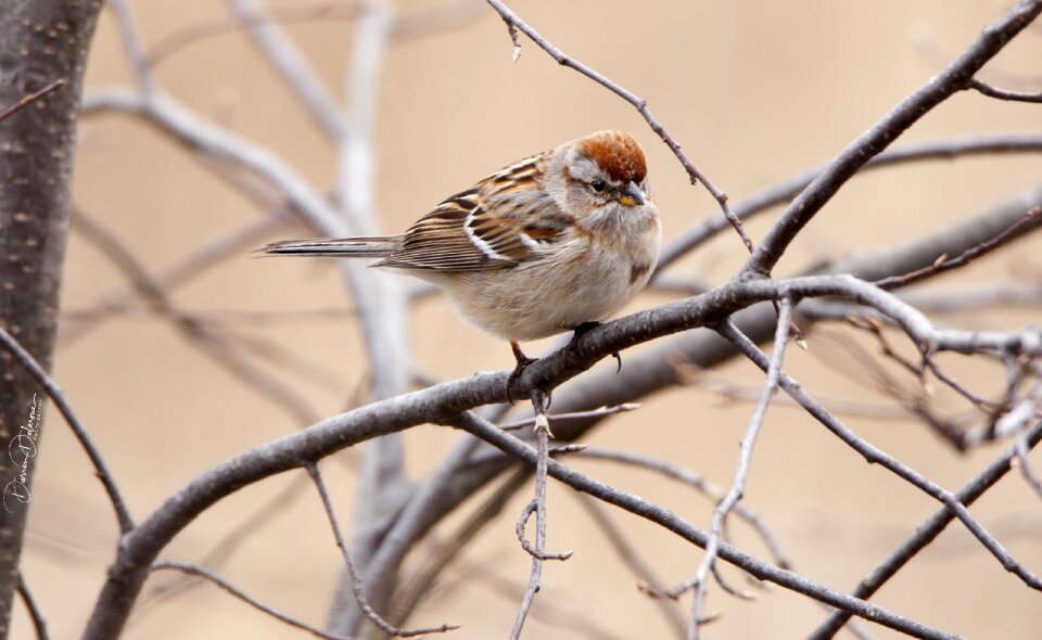 Bird tree branch