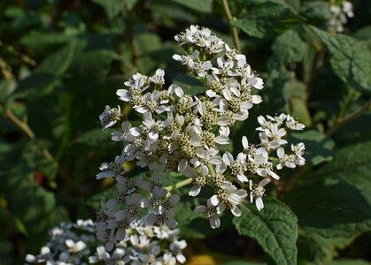 Blossom bloom plant