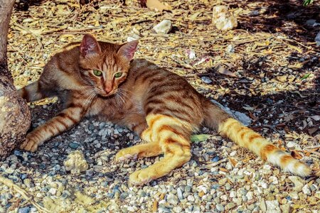 Homeless animal kitten