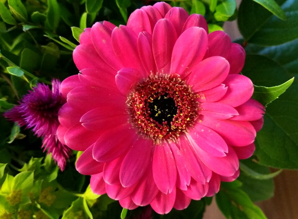 Pink flowers close up macro