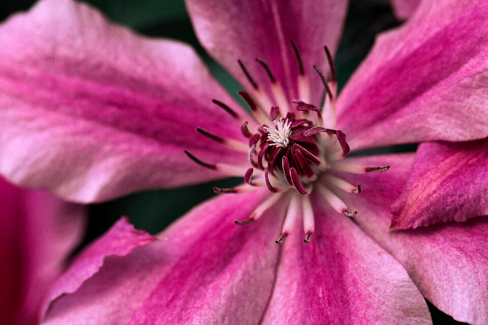 Petals bloom nature
