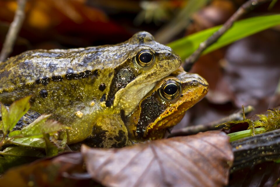 Animal animal world amphibian