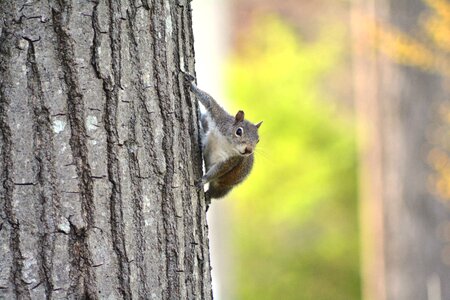 Nature outdoors squirrel photo