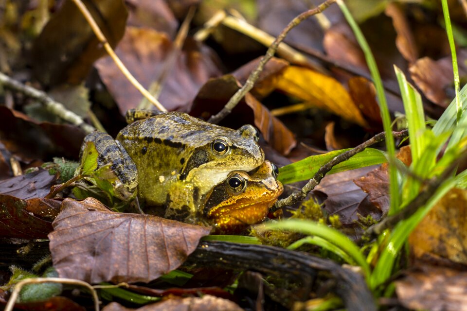Animal animal world amphibian