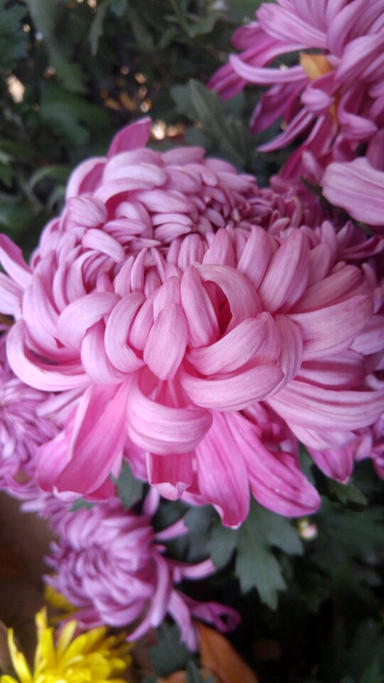 Thousand buddha mountain chrysanthemum autumn