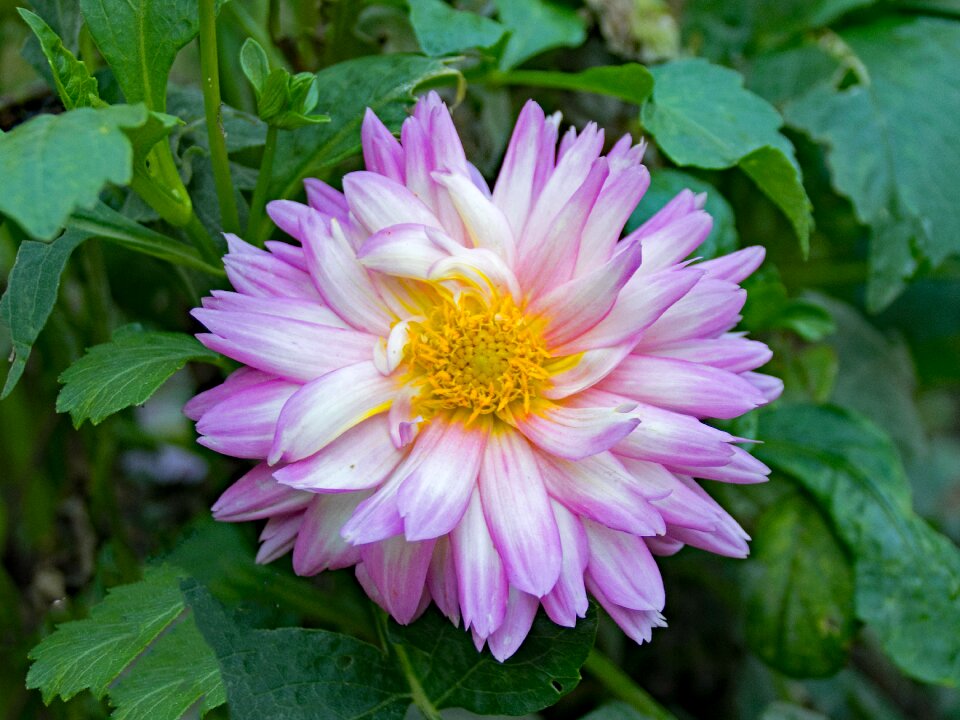 Plant blossom bloom