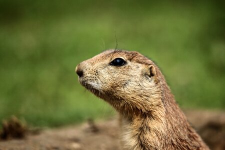 Nager nature gophers