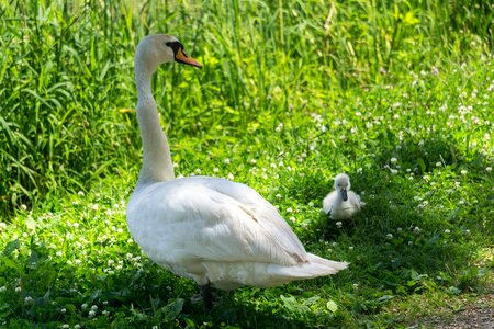 Green nature birds