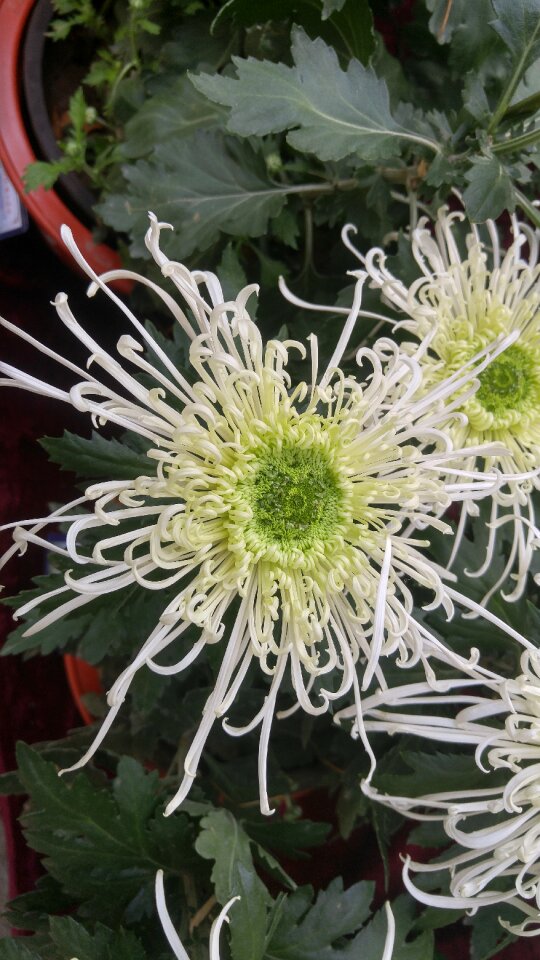 Thousand buddha mountain chrysanthemum autumn photo