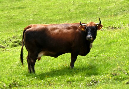Horns brown milk cow photo