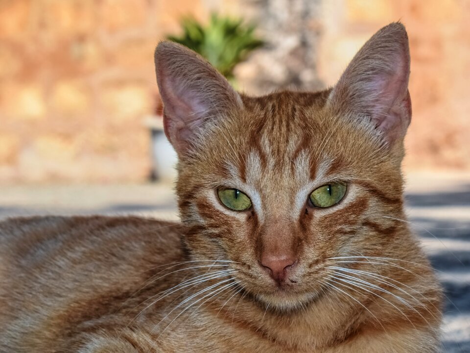 Animal kitten stray