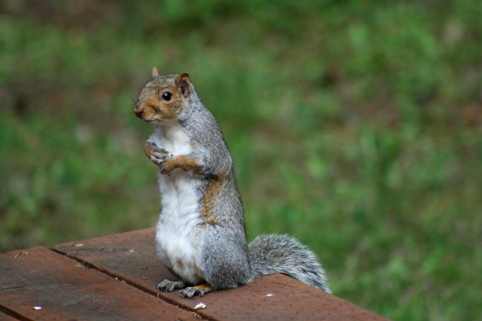 Cute rodent wildlife