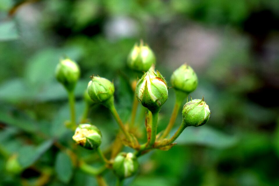 Rosebuds summer blossom