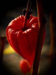 Outdoor garden chinese lantern plant