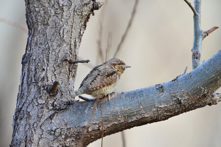 Animal outdoors woodpecker