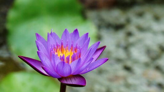 Nature plant leaf