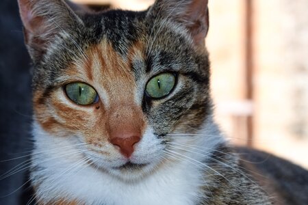 Close up animal kitten