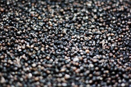 Pepper corns still